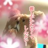 くえぽん@喘息治療中😷 profil fotoğrafı