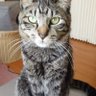猫5匹と同居人's profile picture