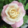 Lyric Flower's profile picture