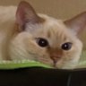 ぶーりん's profile picture