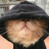 NeKo's profile picture