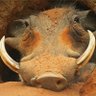 TunnelHog's profile picture