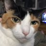 KatAuntieNYC's profile picture