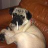 Milutin Bozilov's profile picture