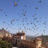 pato remires profil fotoğrafı
