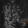 Nahual Pantera's profile picture