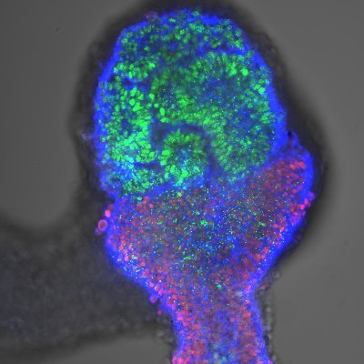 Alev Lab's profile picture