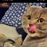 iloveyoumyeyes's profile picture