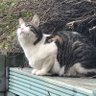 Milliecat's profile picture