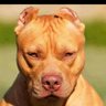 Perro 13's profile picture