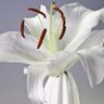 Фото профиля Rena Hatim