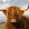 fear_the_cow's profile picture