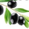 zeytin 的头像