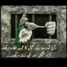 جیوے سوھنا پاکستان's profile picture