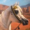 Yara 🐎's profile picture
