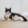 Jessie in America 🇺🇸🇹🇭 profil fotoğrafı