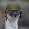 WarWeasel's profile picture