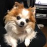 スゥ's profile picture