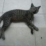 ねこ様's profile picture