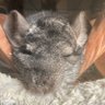 Profilbild von Cribbit