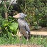 さとQ profil fotoğrafı