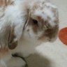 せつ 的头像