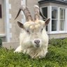 David Marsh's profile picture