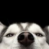 PeePaya's profile picture