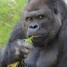 🍌尻フェチ🍌 profil fotoğrafı