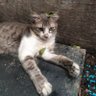 Фото профиля Seonggok Bulu