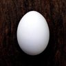 たまごぉー-EGG profil fotoğrafı
