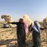 سعد العلوش profil fotoğrafı