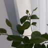Fiko 的头像