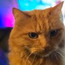 Pumpkin CS's profile picture