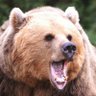EL OSO profil fotoğrafı