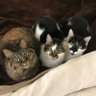猫好きキャンプ場で働く profil fotoğrafı
