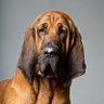 Asterix Bloodhound profil fotoğrafı