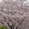 Фото профиля お豆さん