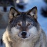 RunningWolf profil fotoğrafı