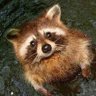 tanukichi's profile picture