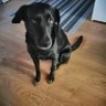 Dare profil fotoğrafı