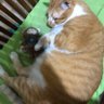Chona lacernz profil fotoğrafı