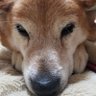 Eiji_Taguchi 的头像