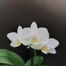 Фото профиля Inma52