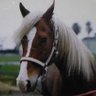 Profilbild von 予想屋馬並太郎