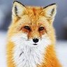 Profilbild von Fugax_Vulpes