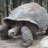 TortoiseTrader profil fotoğrafı