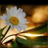Abo Mohammed's profile picture