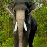 IYYAN Narayana(மோடியின் குடும்பம் ) 的头像