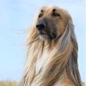 落ち着いている犬 的头像